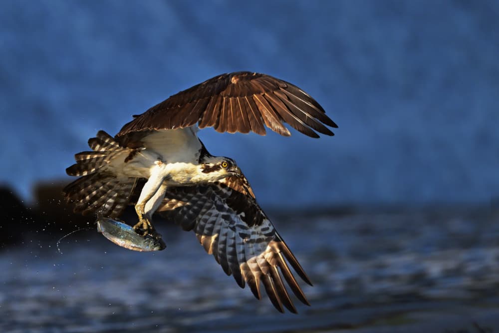 Osprey's Successful Catch by Rob Li — canvas wall art