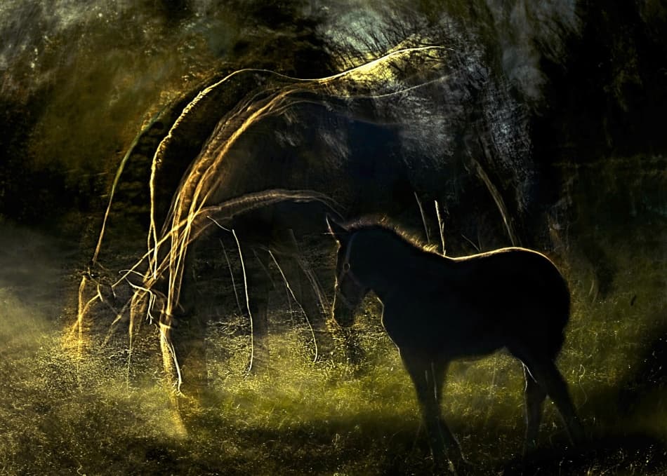 Golden Mare And Foal by Milan Malovrh — canvas wall art