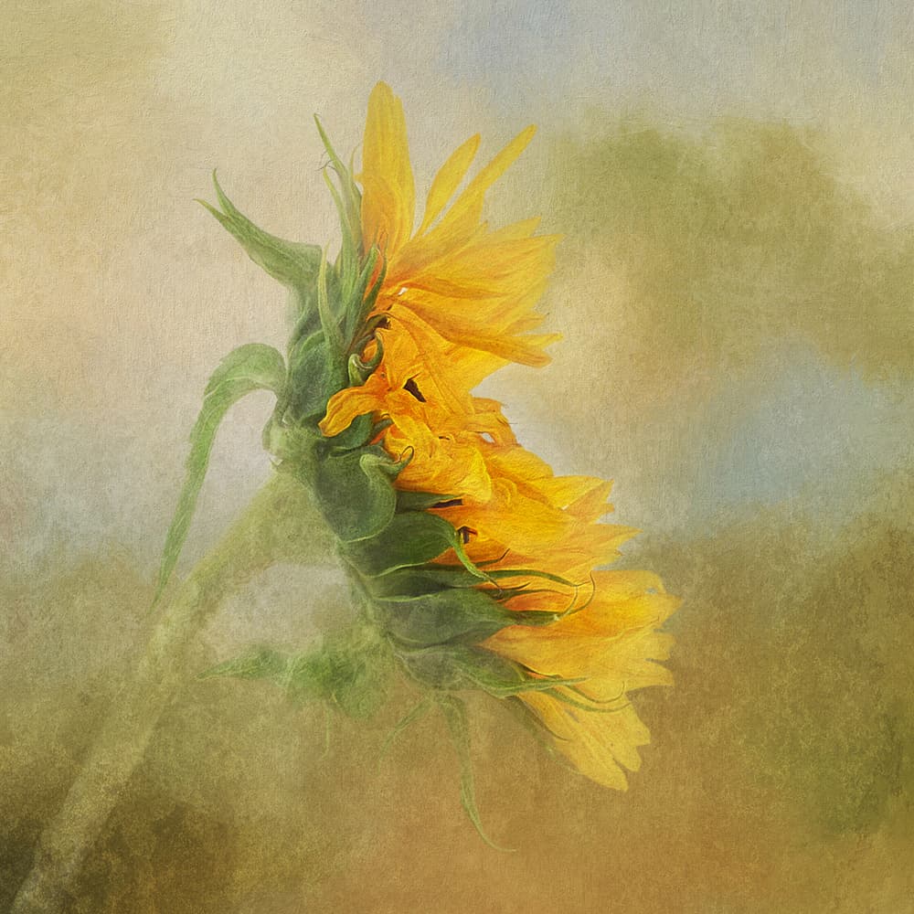 Golden Sunflower Glow by Gaille Gray — canvas wall art