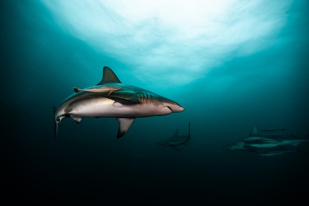 Majestic Ocean Sharks by YongHoon Choi — canvas wall art