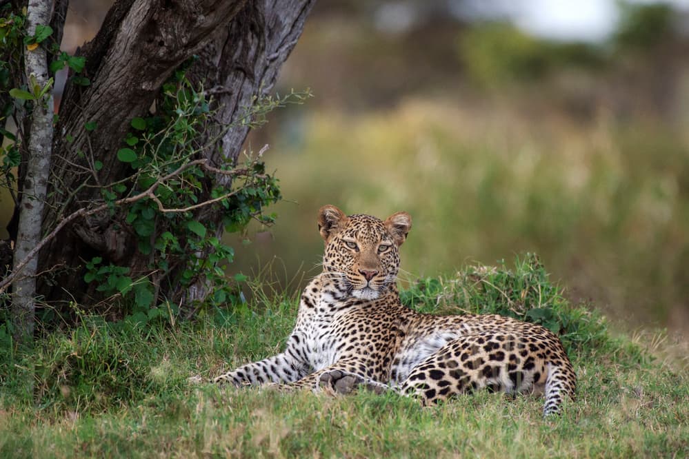 Wild Leopard Resting by Q Liu — canvas wall art