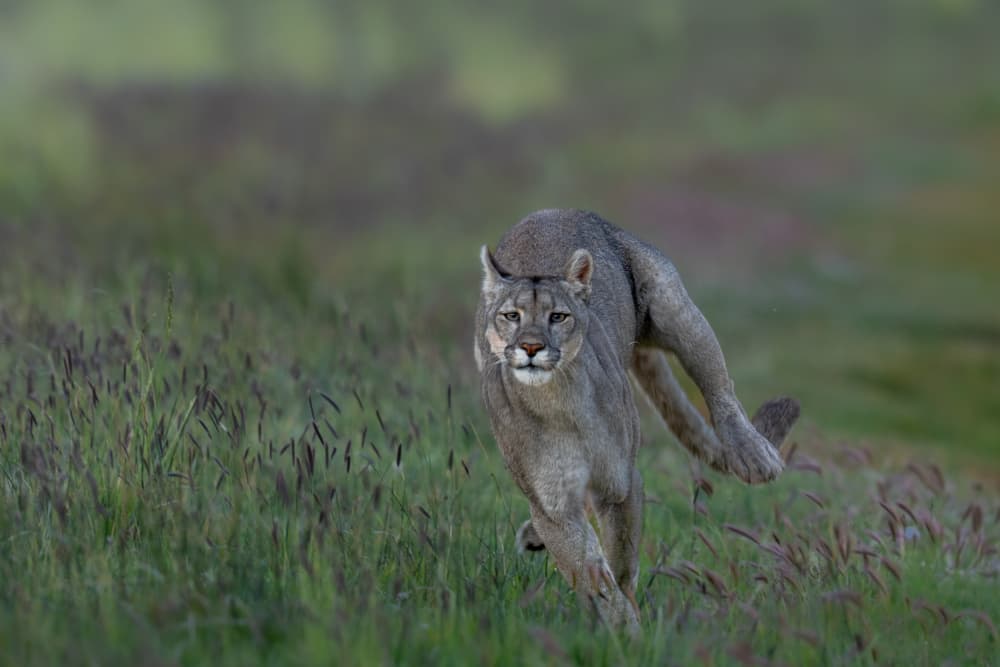 Running Cougar by Rajat Dhesi — canvas wall art