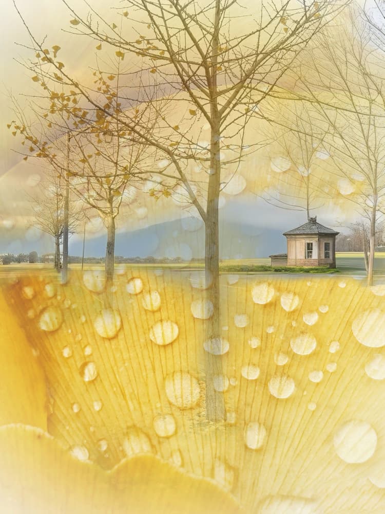 Golden Autumn Serenity by Weiwei — canvas wall art