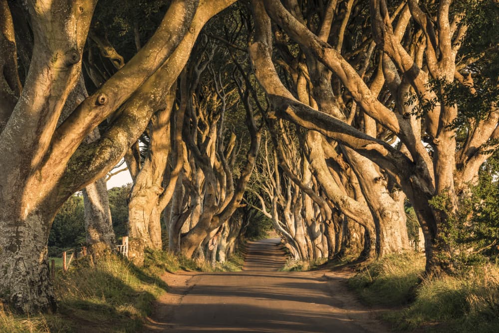 The Avenue by Stefan Hefele — canvas wall art