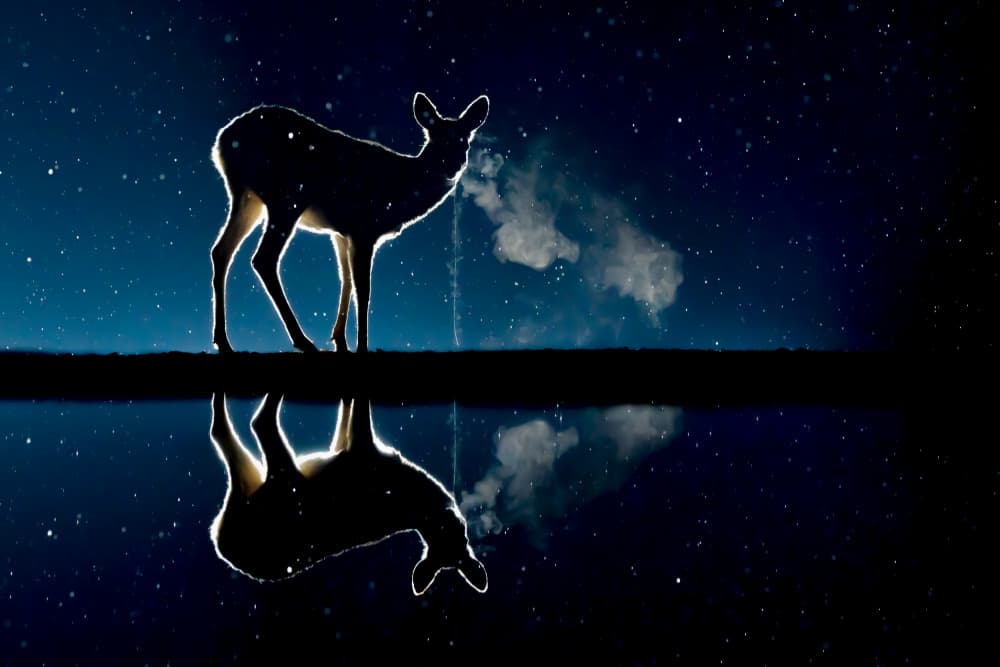 Starry Night Deer Reflection by Dirk Koster — canvas wall art