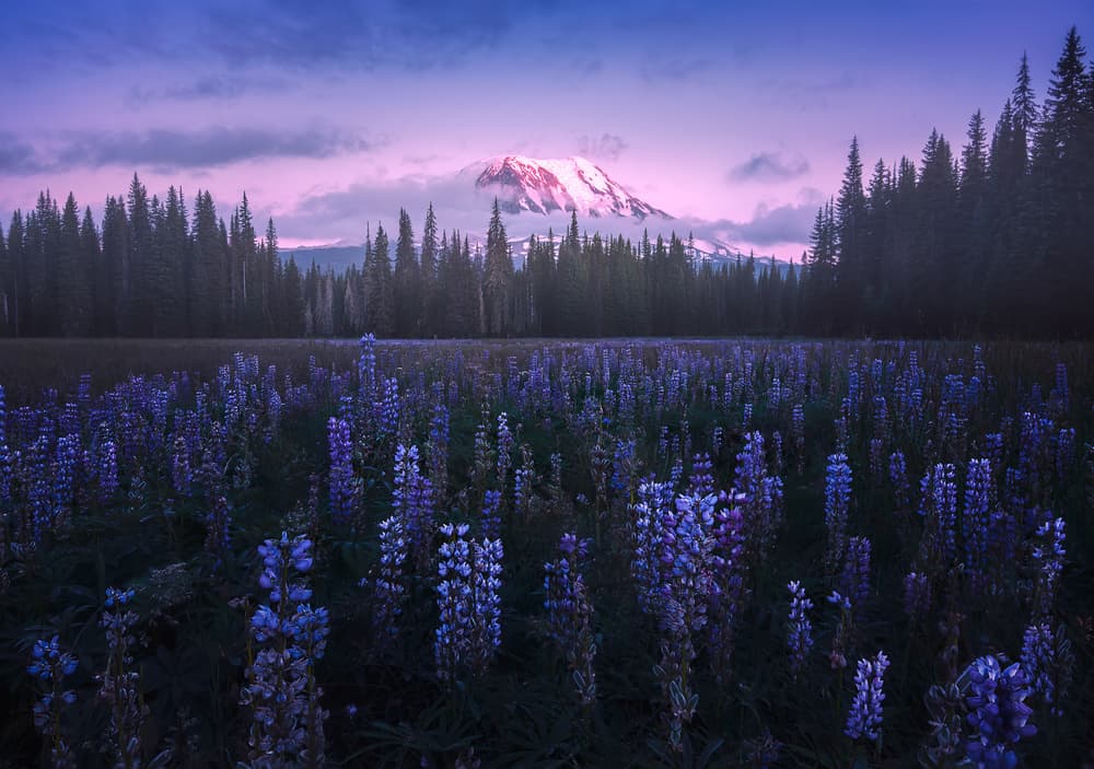 Adam's Lupine by Atanu Bandyopadhyay — canvas wall art