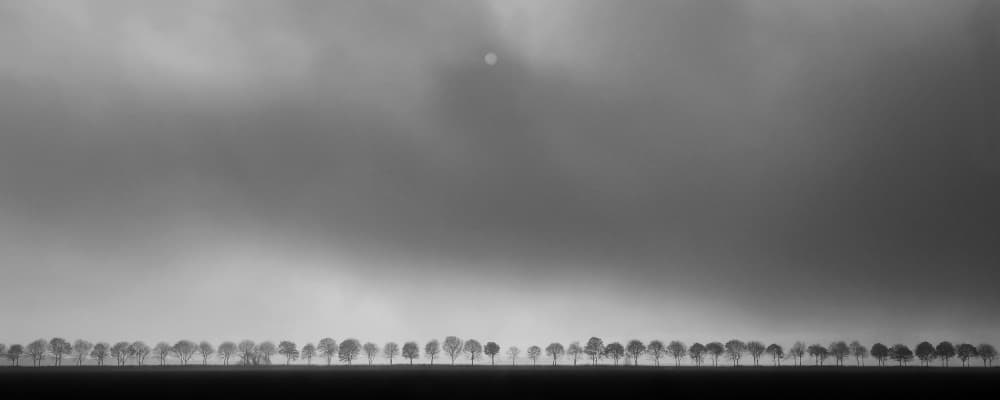 Misty Tree Line by Huib Limberg — canvas wall art
