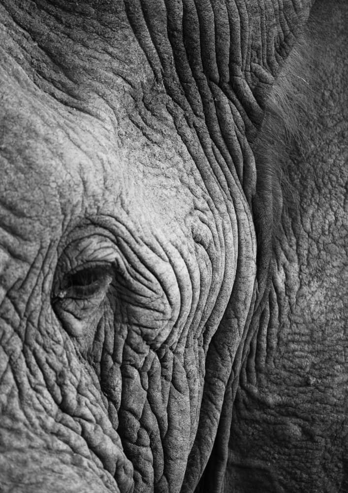 Wisdom's Wrinkles by Shot by Clint — canvas wall art