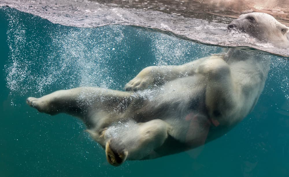 Playful Polar Bear Float by Abbas Ali Amir — canvas wall art