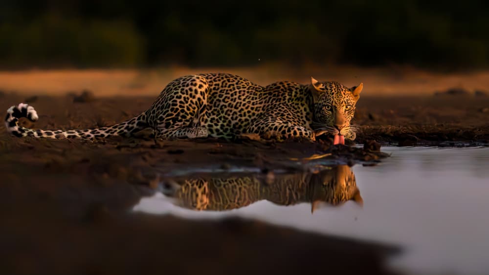 Leopard Drinking Reflection by Jun Zuo — canvas wall art