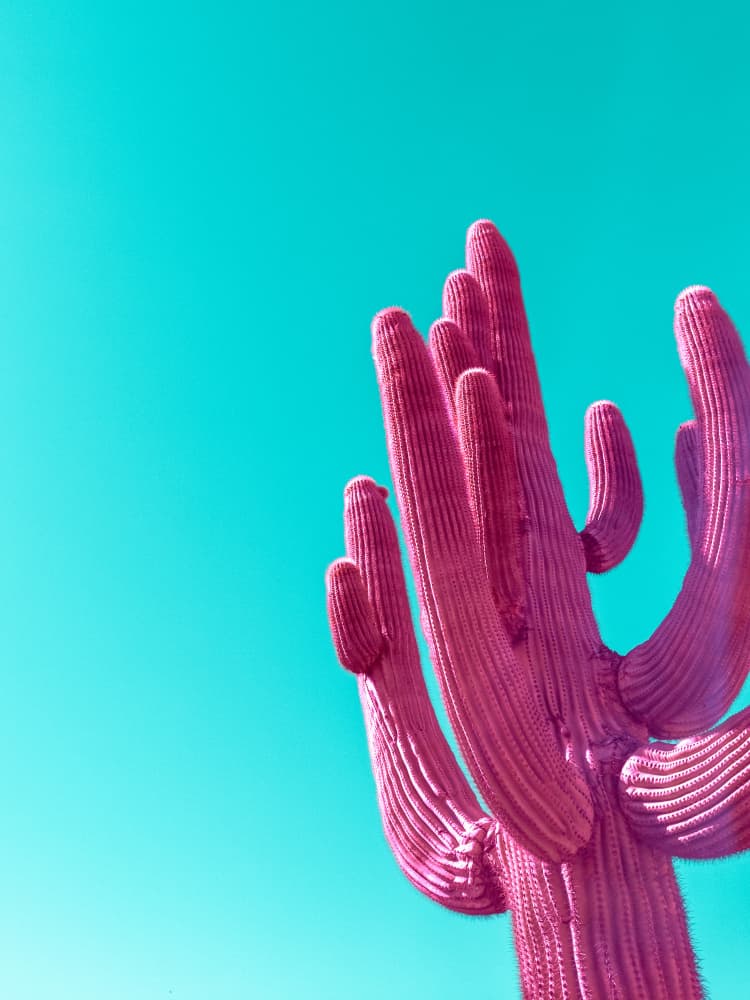 Magenta Pink Saguaro by Tom Windeknecht — canvas wall art