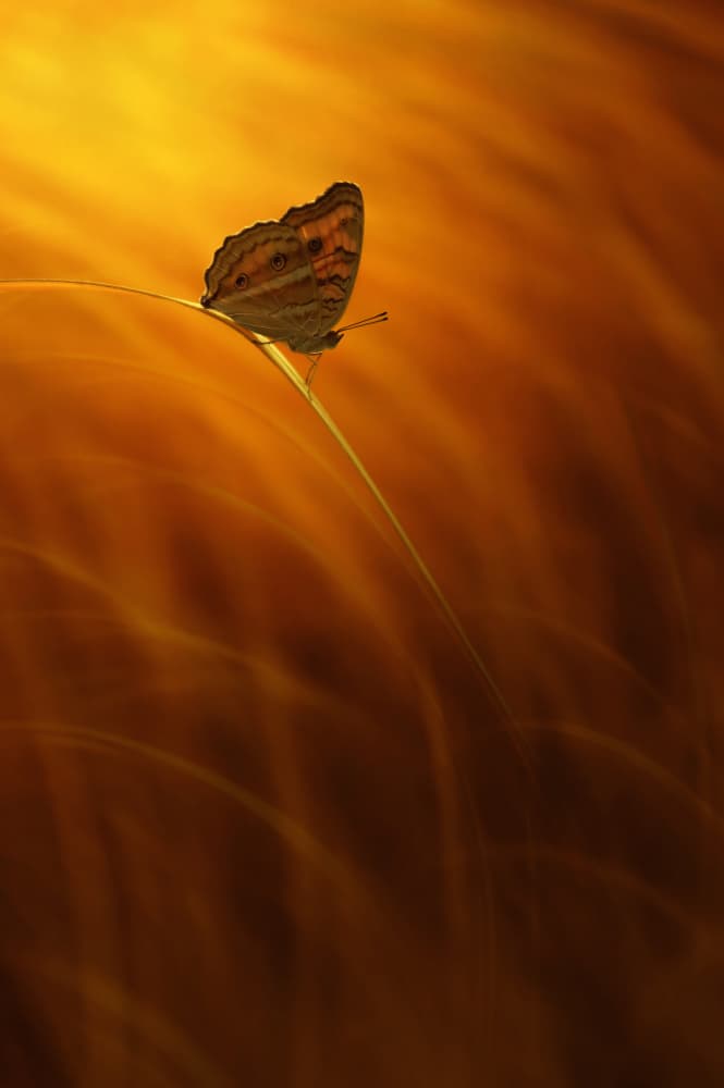 Butterfly in Warm Glow by Edy Pamungkas — canvas wall art