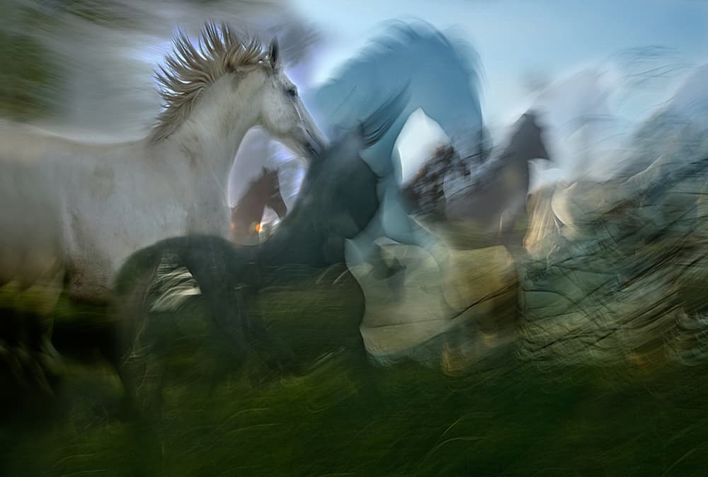 Galloping Horse Movement by Milan Malovrh — canvas wall art