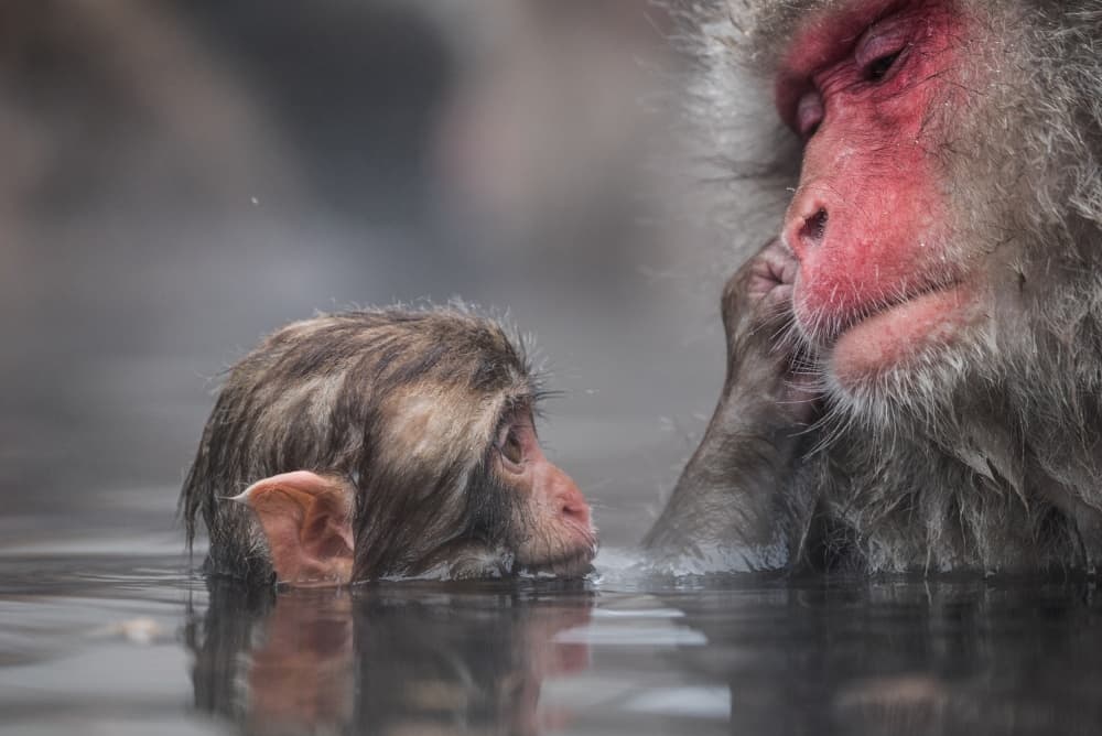 Monkey Bath by Takeshi Marumoto — canvas wall art