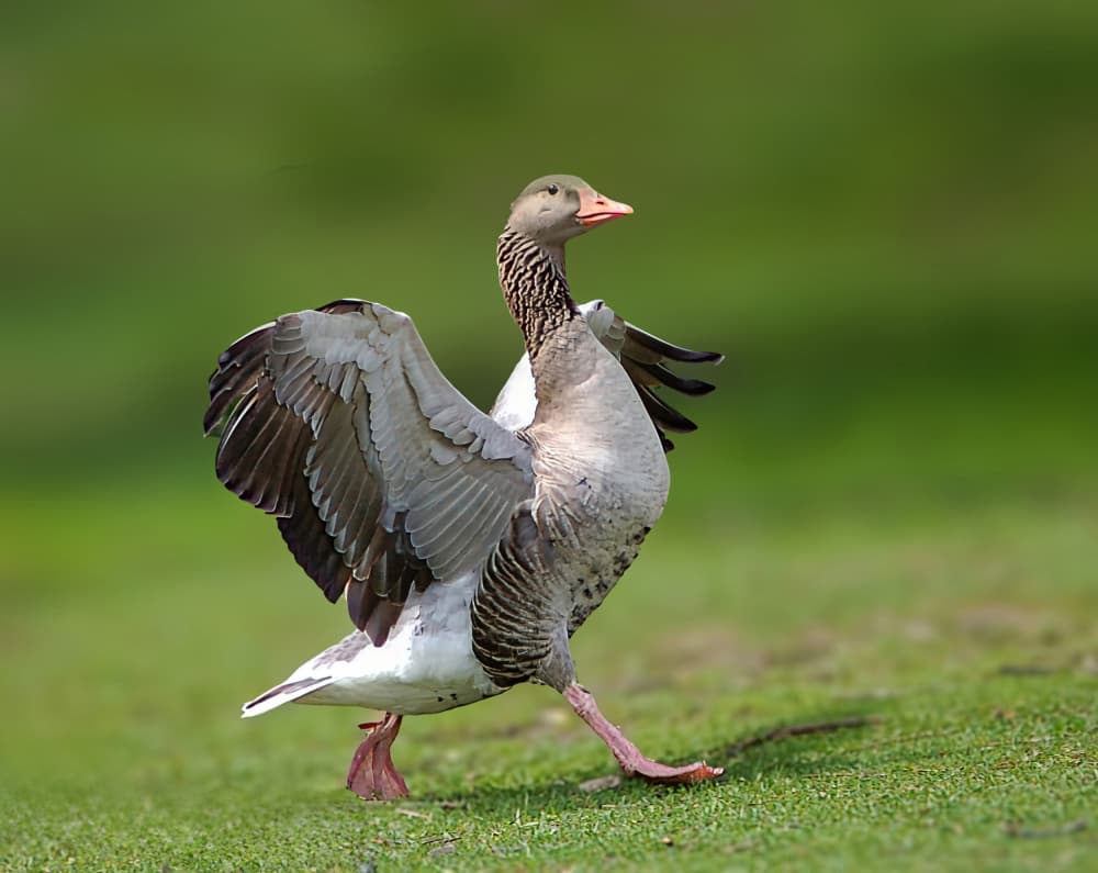 Greylag Goose Strut by Porter Thomas — canvas wall art