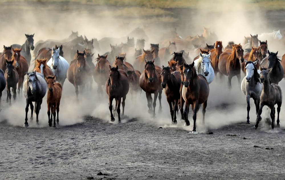 Wild Horses Galloping by Ayhan Senbayrak — canvas wall art