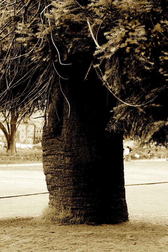 Old Tree Trunk Sepia by Santhosh ch — canvas wall art