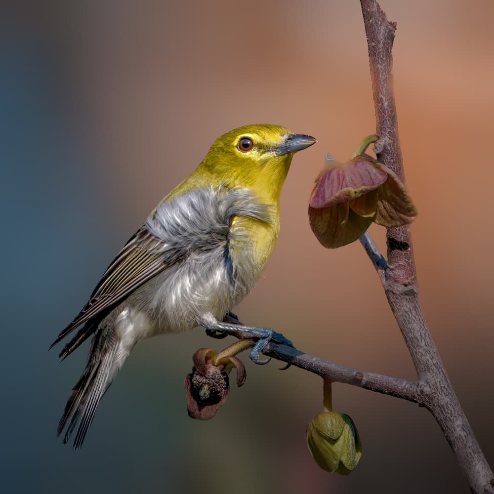 Vibrant Bird Perched by Jacob (Jian) Xu — canvas wall art