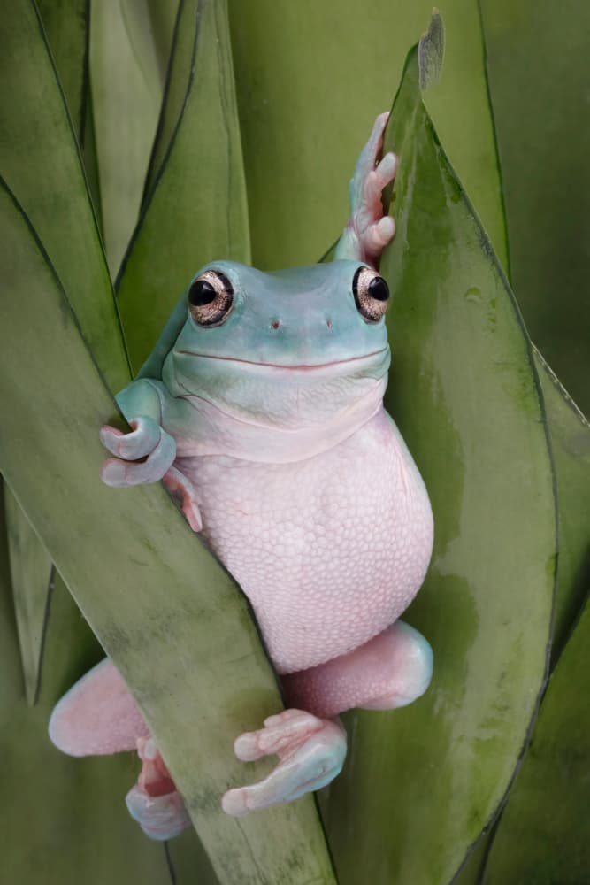 Smiling Tree Frog by Linda D Lester — canvas wall art