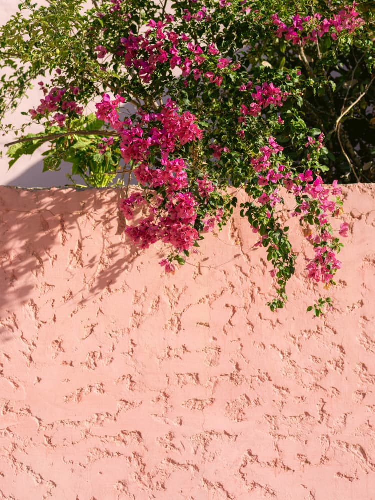Pink on Pink by Raisa Zwart — canvas wall art