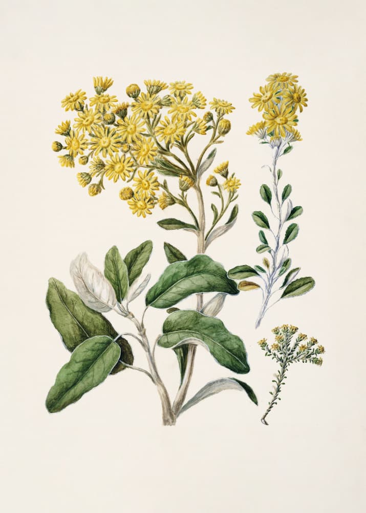 Daisy   Brachyglottis Drawn By Sarah Featon (1848–1927) by Sarah Featon — canvas wall art
