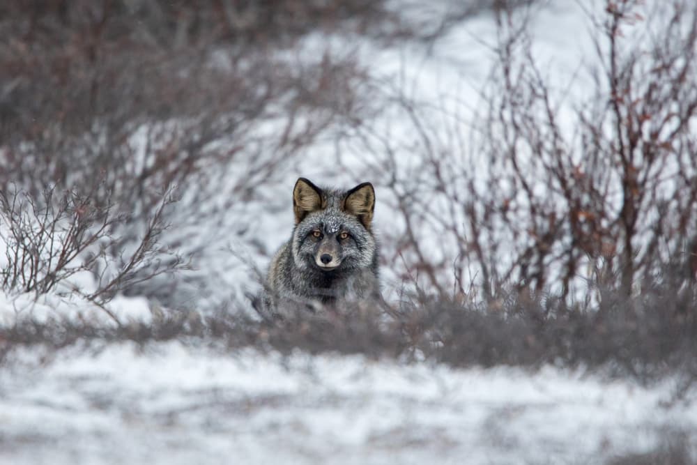 Winter Fox Gaze by Alessandro Catta — canvas wall art
