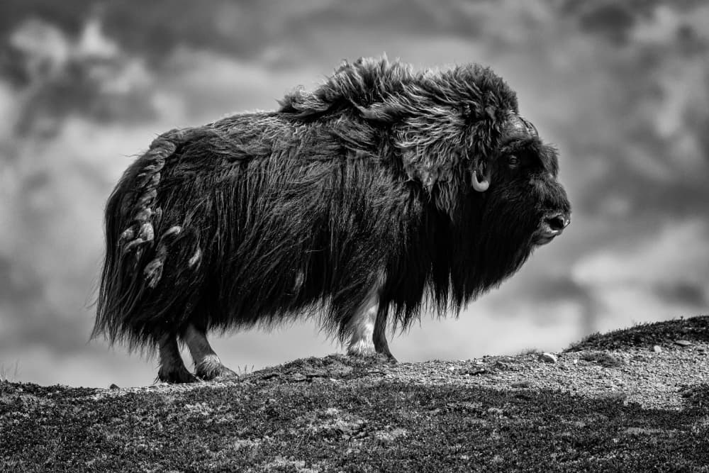 Majestic Musk Ox by Bjoern Alicke — canvas wall art