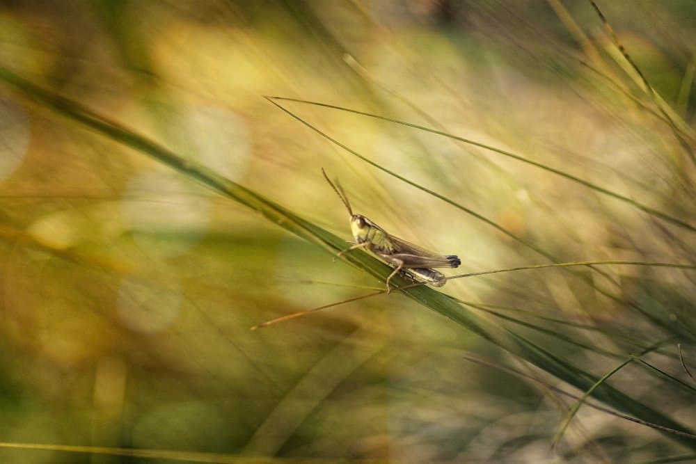 Summer Grasshopper on Grass by Anna Cseresnjes — canvas wall art