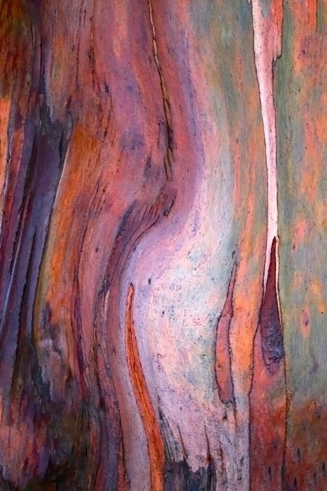 Vibrant Eucalyptus Bark by Robin Wechsler — canvas wall art