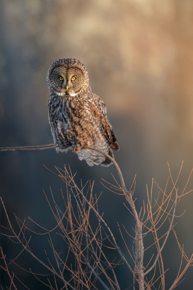 Great Grey Owl Gaze by Jacob (Jian) Xu — canvas wall art