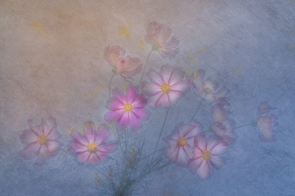 Dreamy Cosmos Blooms by Judy Tseng — canvas wall art