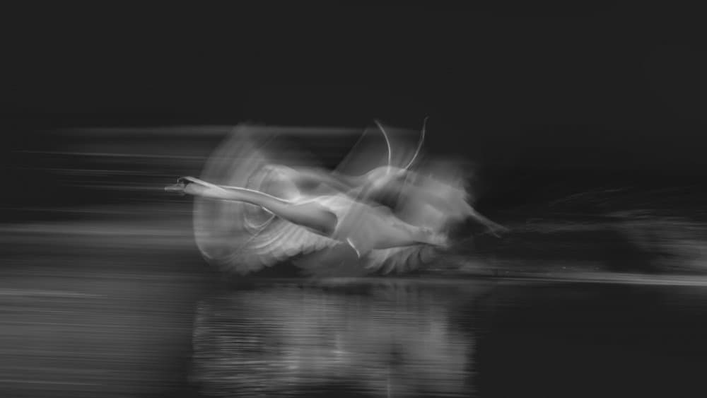 Dynamic Swan Flight by Joan Zhang — canvas wall art