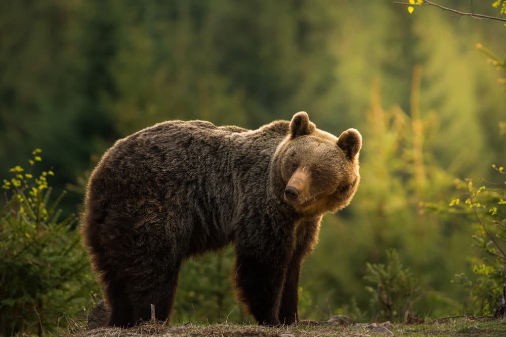 Bear in Golden Light by Richard Krchnak — canvas wall art