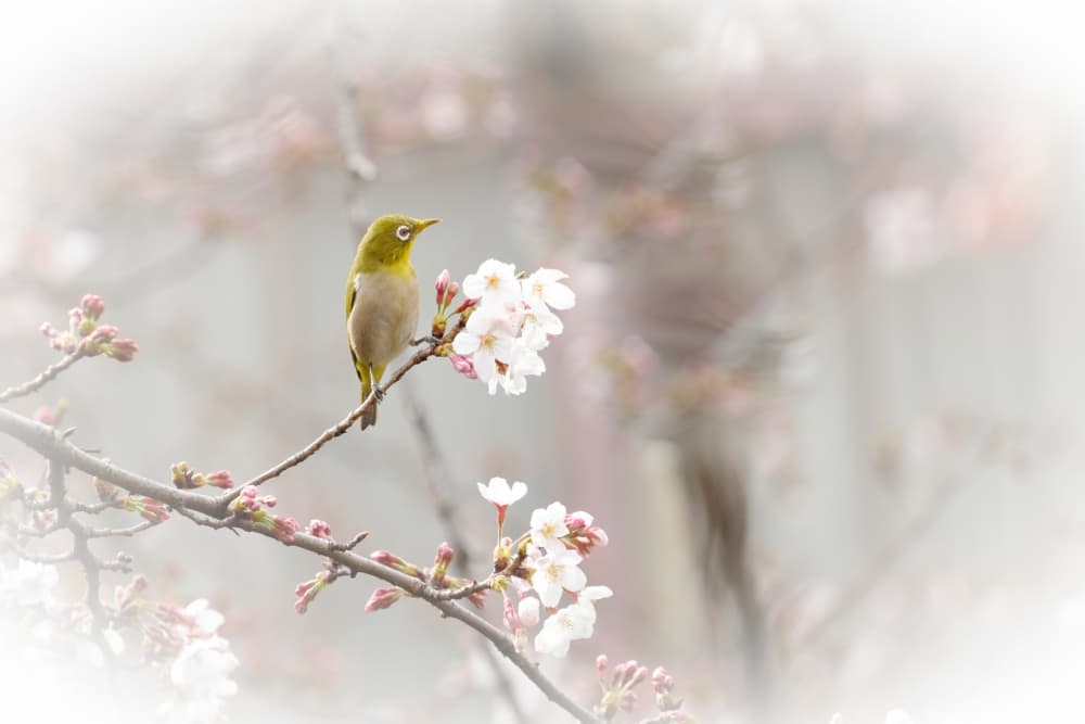 Spring Blossom Bird by Chisho — canvas wall art