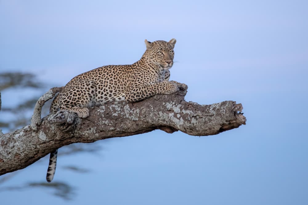 African Leopard Perch by Alessandro Catta — canvas wall art