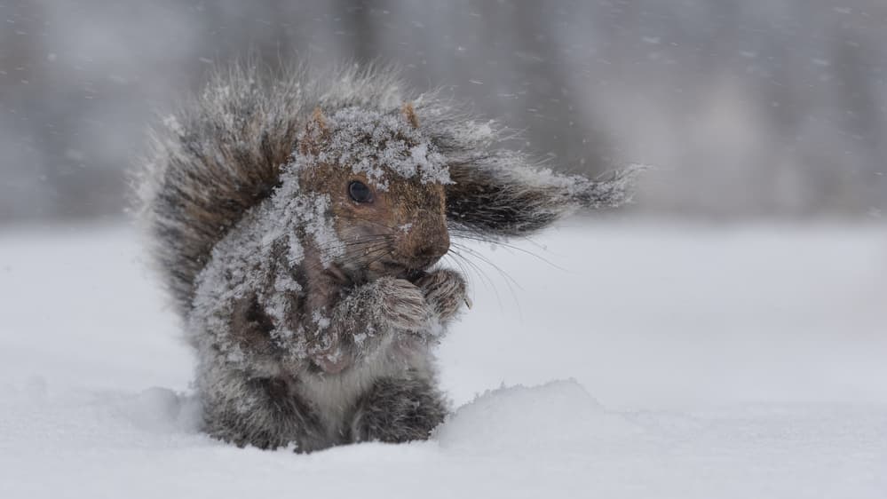 Snowy Winter Squirrel by Patrick Dessureault — canvas wall art