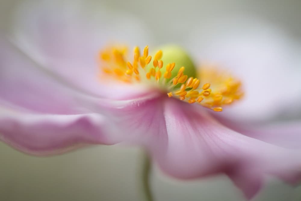 Untitled by Mandy Disher — canvas wall art