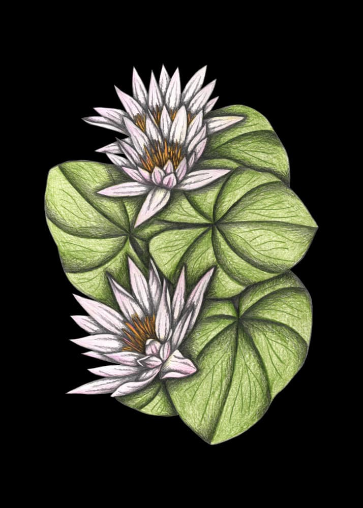 Floating Water Lilies by Cecilia Battaini — canvas wall art