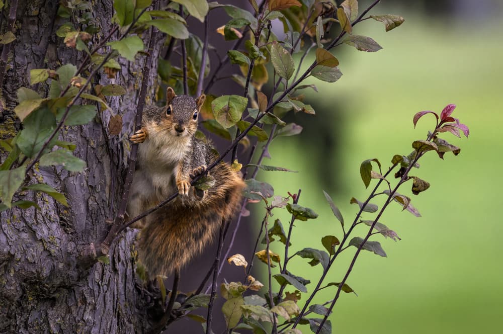 Curious Forest Squirrel by Ozan AKTAS — canvas wall art