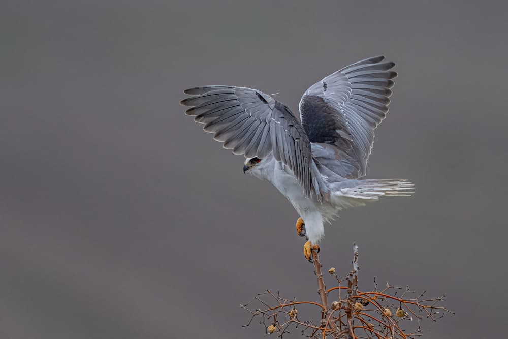 White Kite Landing by Eldad Levin — canvas wall art