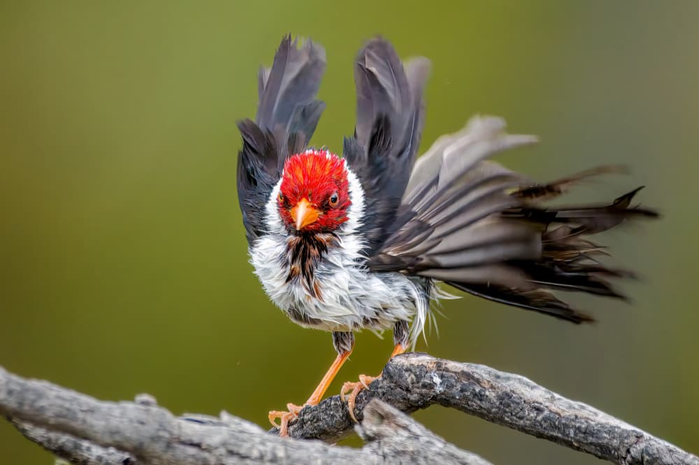 Wet Red Cardinal by Jacob (Jian) Xu — canvas wall art