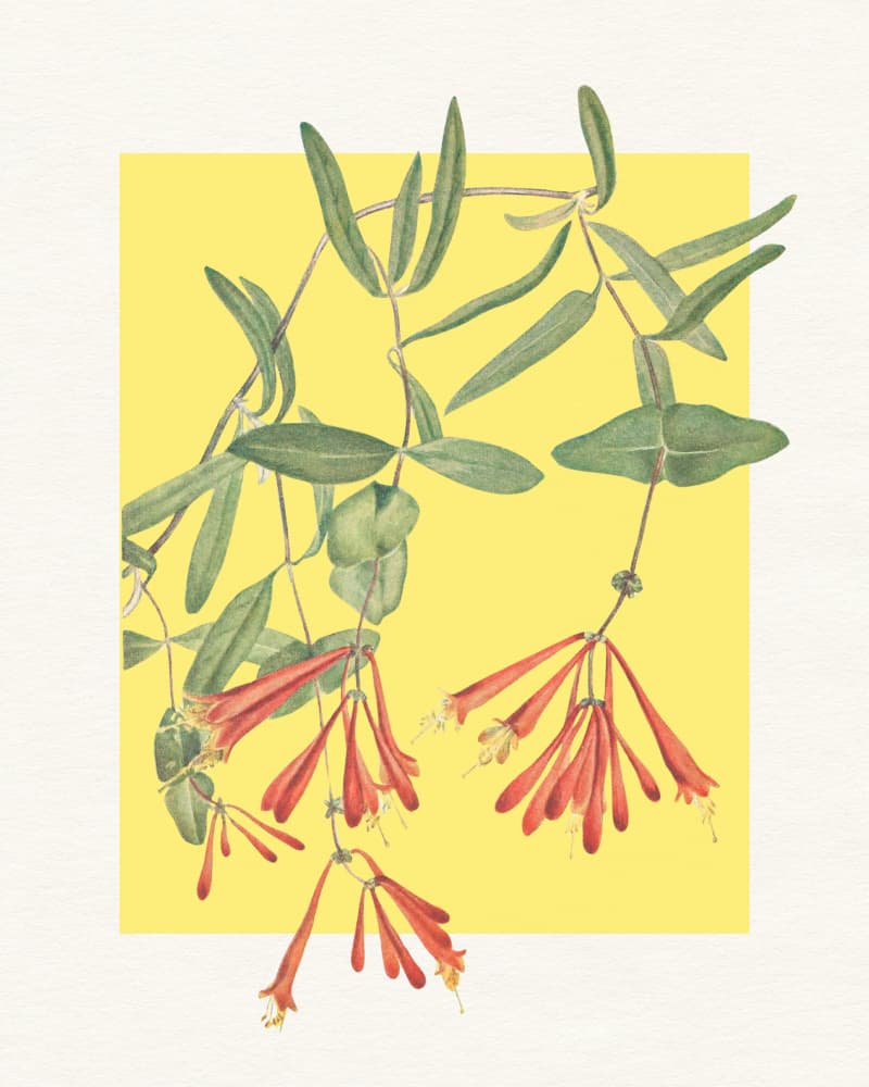 Orange Honeysuckle Bloom by Wild Violets — canvas wall art