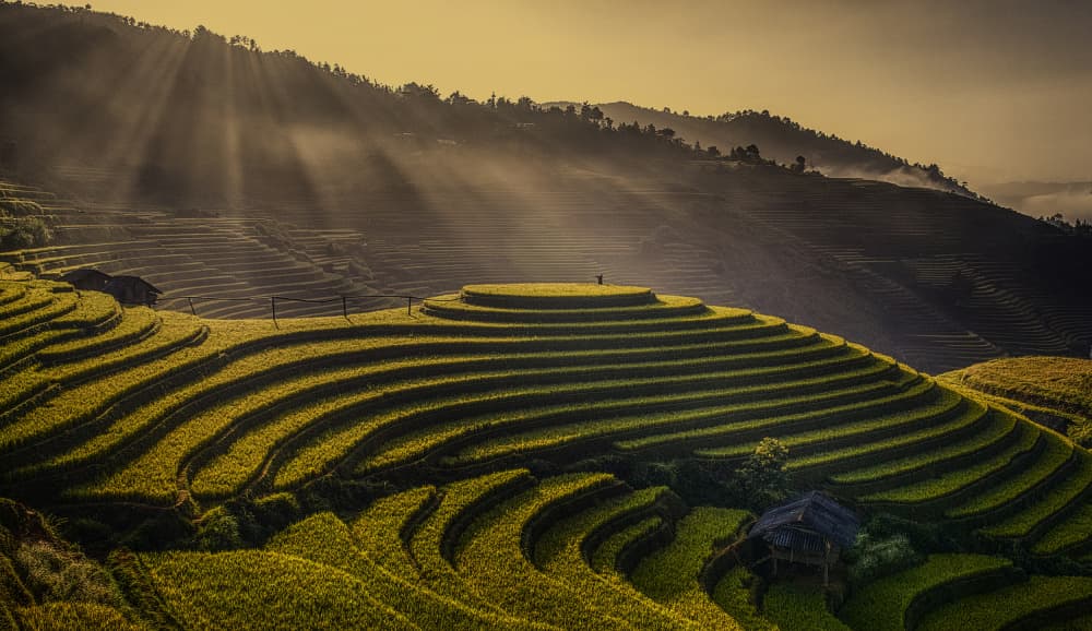Golden Rice Terraces by Nguyen Tan Tuan — canvas wall art