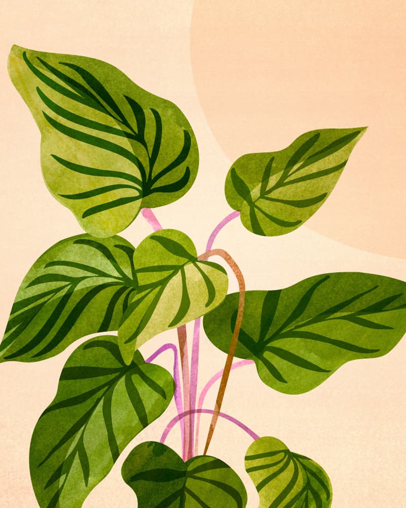 Thriving In the Sun V2 by Kristian Gallagher — canvas wall art