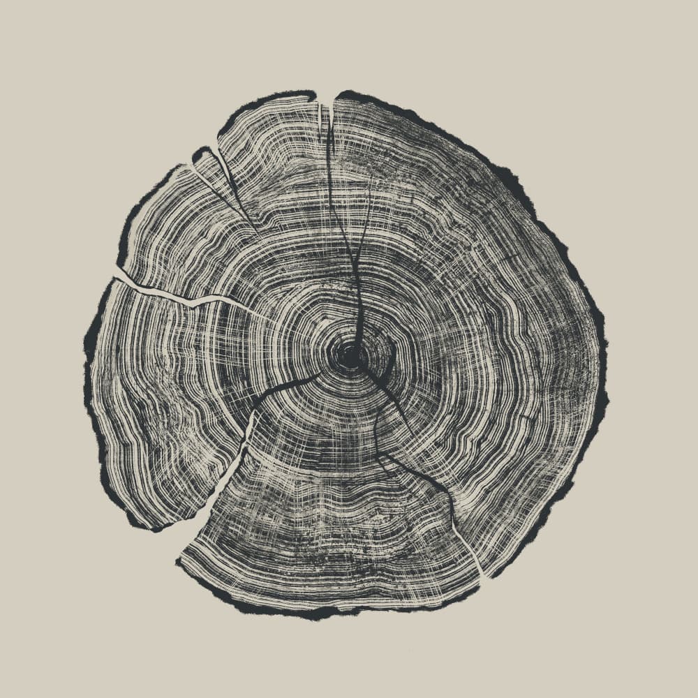 Hand Drawn Oak by Dan Hobday — canvas wall art