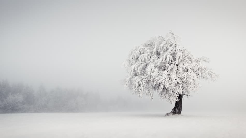 Solitary Frosted Tree by Andreas Wonisch — canvas wall art