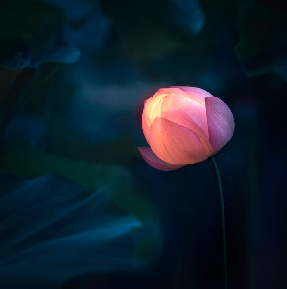 Inner Lotus Glow by Catherine Wang — canvas wall art