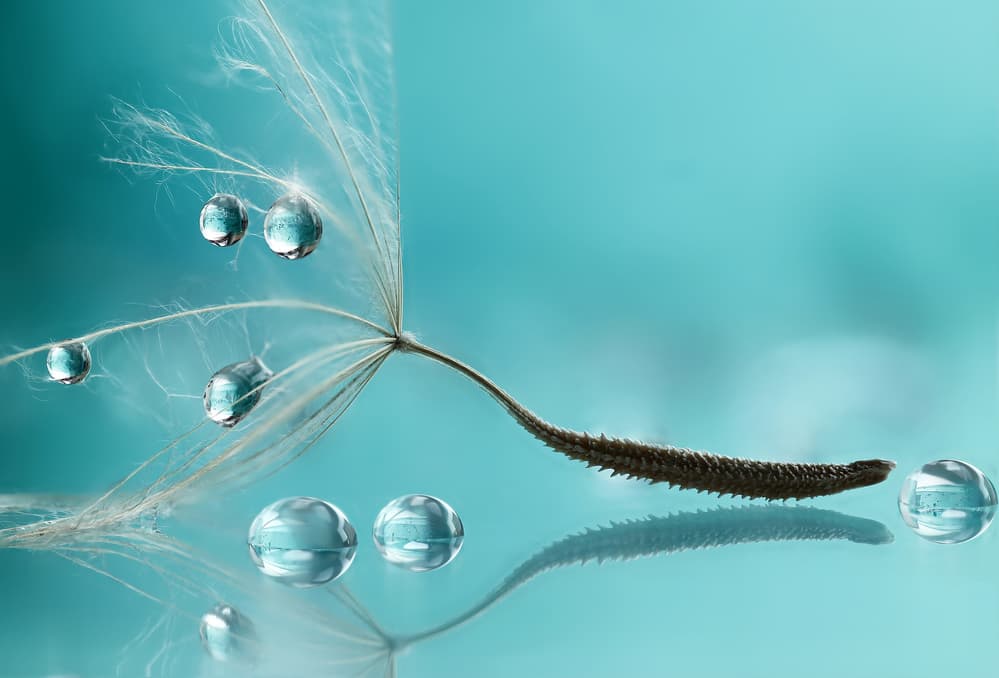 Teal Dandelion Droplets by Rina Barbieri — canvas wall art