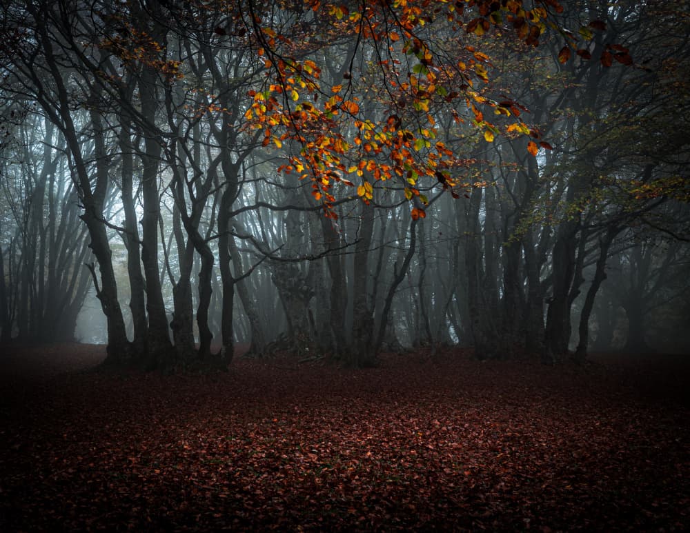 Enchanted Autumn Forest by Sergio Barboni — canvas wall art