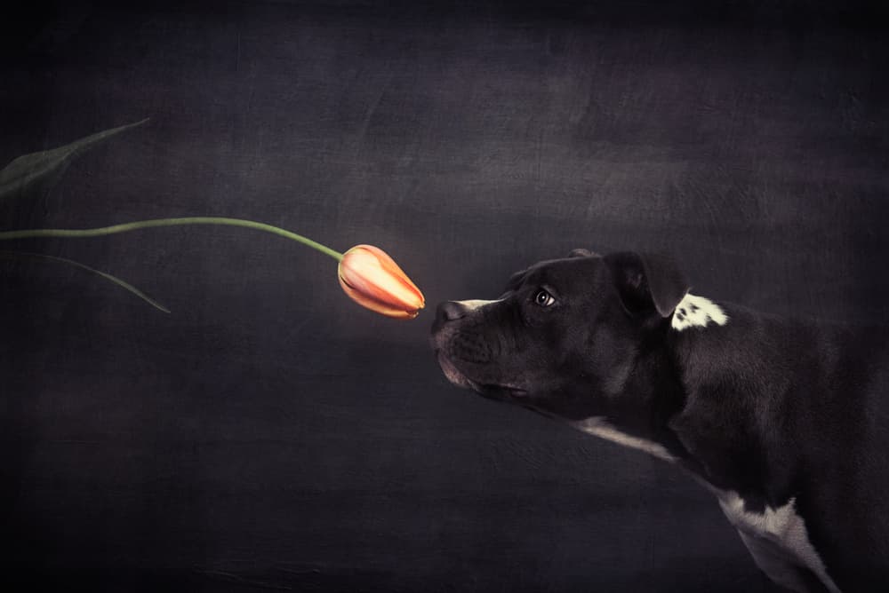 Curious Dog Sniffs Tulip by Heike Willers — canvas wall art